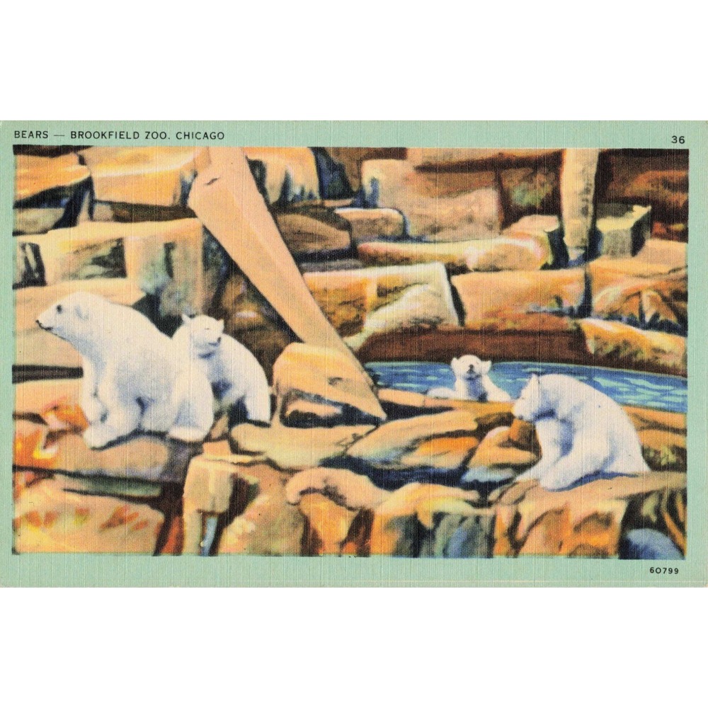 Vintage Brookfield Zoo Chicago Polar Bears Linen Postcard Tichnor Quality Views - Picture 1 of 2